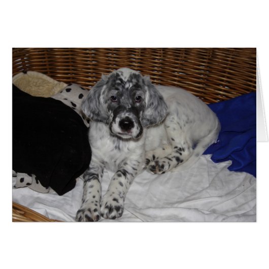 Anglais Setter Puppy (Devant horizontal)