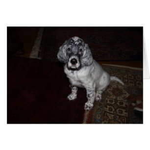 Anglais Setter Puppy