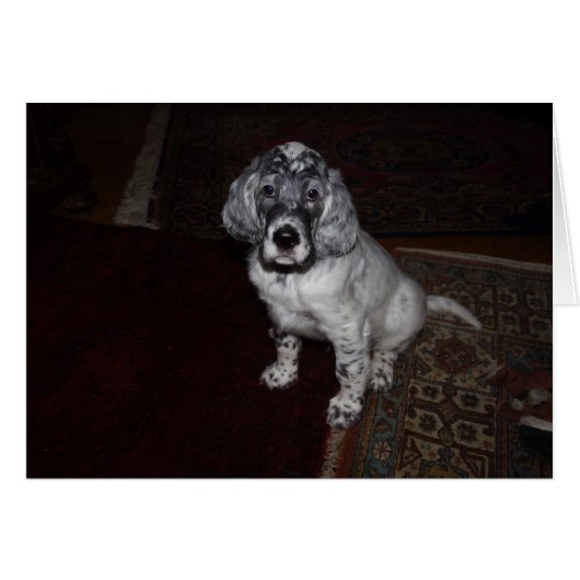 Anglais Setter Puppy (Devant horizontal)