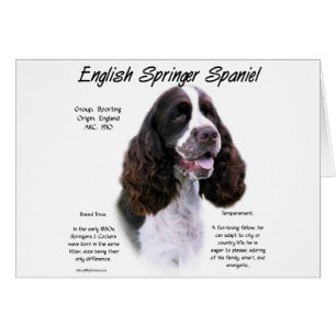 Anglais Springer Spaniel (foie)