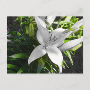 Angled Black en White Lily Briefkaart