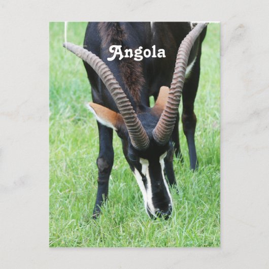 Angola Sable Antelope Briefkaart (Voorkant)