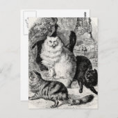 Angora Cat 1800s Perzische Katten Illustratie Briefkaart (Voorkant / Achterkant)