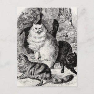 Angora Cat 1800s Perzische Katten Illustratie Briefkaart