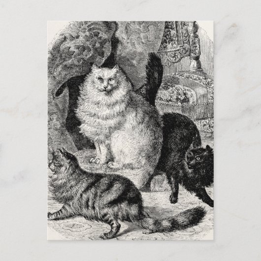 Angora Cat 1800s Perzische Katten Illustratie Briefkaart (Voorkant)