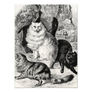  Angora Cat 1800s Perzische Katten Illustratie Foto Afdruk