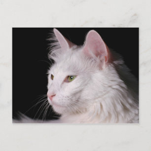 Angora CAT briefkaart