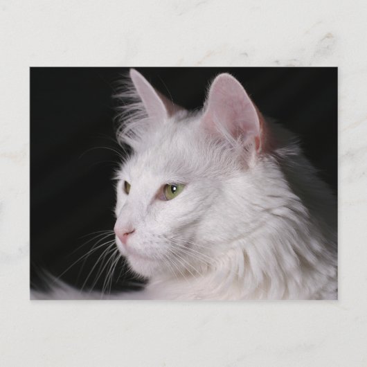 Angora CAT briefkaart (Voorkant)