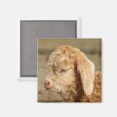 Angora Goat Kid - Magnet (Recto/Verso)
