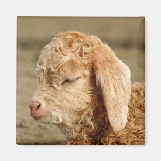 Angora Goat Kid - Magnet (Devant)