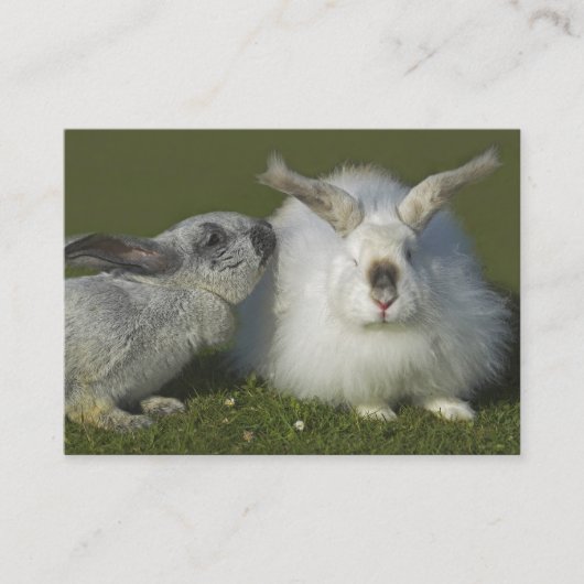Angora Rabbit Breeder, Pet Store - Two Sided Visitekaartje (Voorkant)