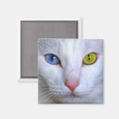 Angora Turc Cat Odd Eyes Magnet (Recto/Verso)