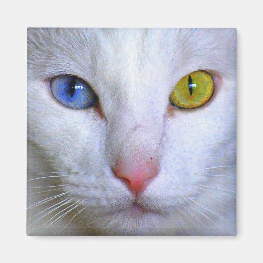 Angora Turc Cat Odd Eyes Magnet (Devant)