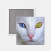 Angora Turc Cat Odd Eyes Magnet (Recto/Verso)