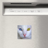 Angora Turc Cat Odd Eyes Magnet (In Situ (Lave-vaisselle))