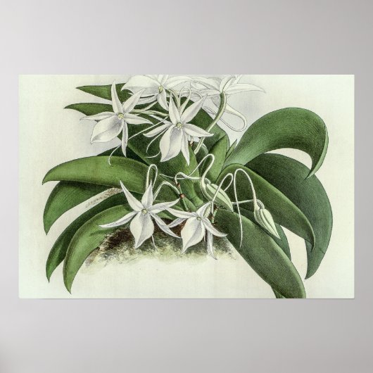 Angraecum Leonis Orchid Poster (Voorkant)