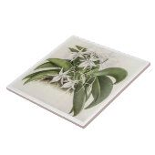 Angraecum Leonis Orchidee Flower Tegeltje (Zijkant)