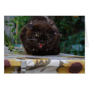 Angry Black Cat