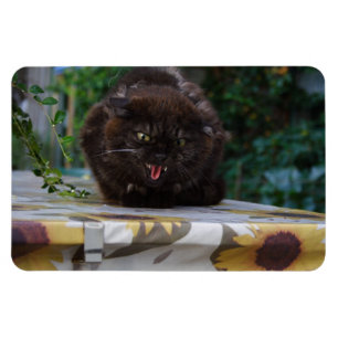 Angry Black Cat Magneet