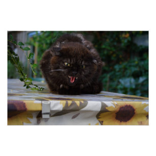 Angry Black Cat Perfect Poster