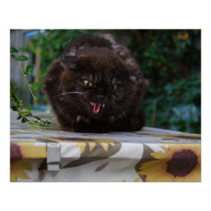 Angry Black Cat Perfect Poster