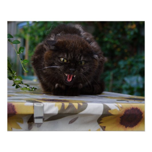 Angry Black Cat Perfect Poster (Voorkant)