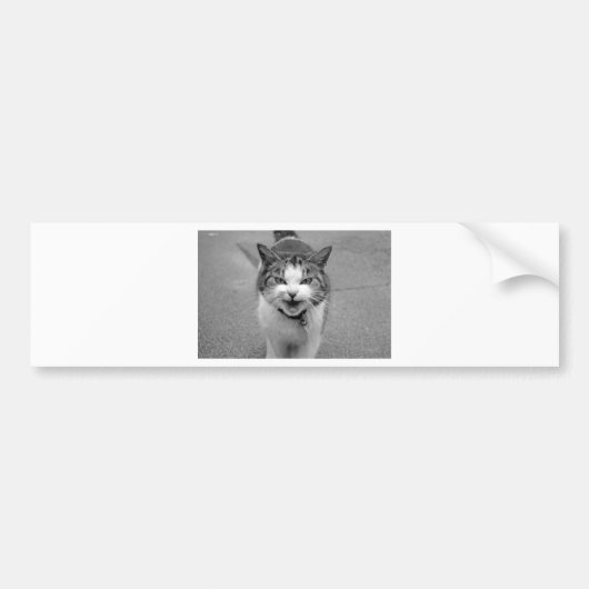 Angry Cat Bumpersticker (Voorkant)