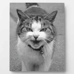 Angry Cat Fotoplaat