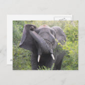 Angry Elephant Briefkaart (Voorkant / Achterkant)