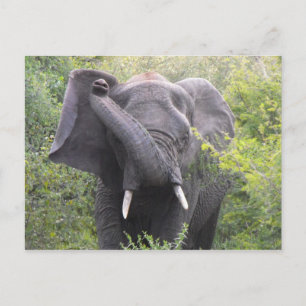 Angry Elephant Briefkaart