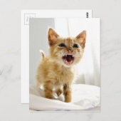 Angry Kitten Briefkaart (Voorkant / Achterkant)