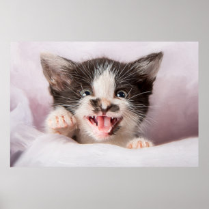 Angry Kitten met het effect van olieverf Poster