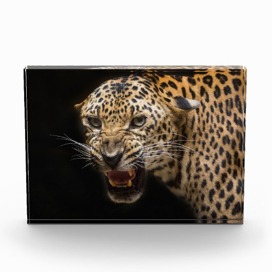 Angry Leopard Fotoblokken (Voorkant)
