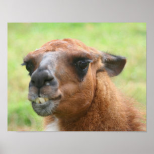 Angry Llama Boerderij Animal Poster