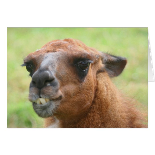 Angry Llama Visage Farm Animal Carte (Devant Horizontal)