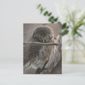 Angry look Owl Briefkaart (Staand voorkant)