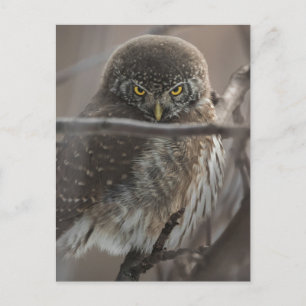 Angry look Owl Briefkaart