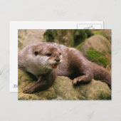 Angry Otter Briefkaart (Voorkant / Achterkant)