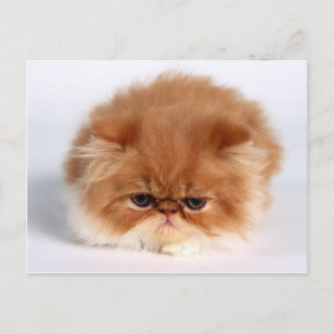 Angry Persian Puff Ball Kitten Briefkaart