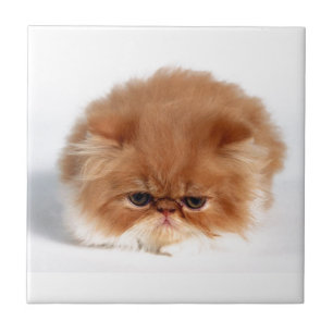 Angry Persian Puff Ball Kitten Tegeltje