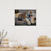 Angry Roaring Tiger Foto Poster (Keuken)