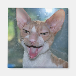 Angry Room Magnet Magneet