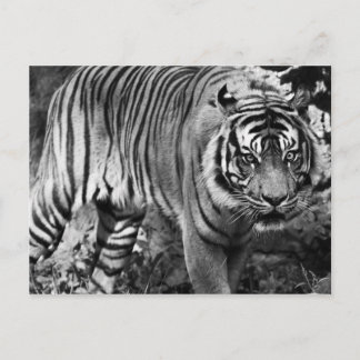 Angry Tiger Briefkaart