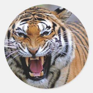 Angry Tiger Stickers