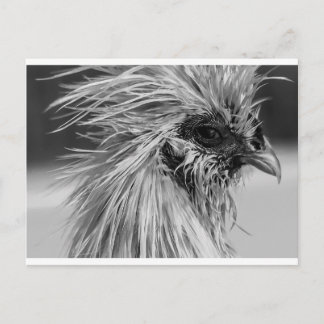 Angry Wet Silkie Chicken Briefkaart