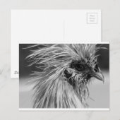 Angry Wet Silkie Chicken Briefkaart (Voorkant / Achterkant)