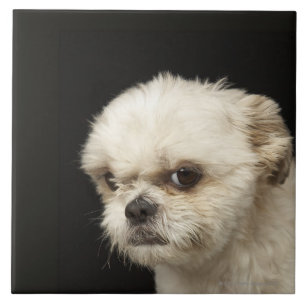 Angry white Shih Tzu met bruine ogen Tegeltje