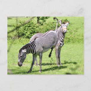 Angry Zebra Briefkaart