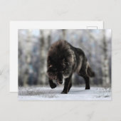 Angry zwarte wolf briefkaart (Voorkant / Achterkant)