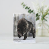 Angry zwarte wolf briefkaart (Staand voorkant)